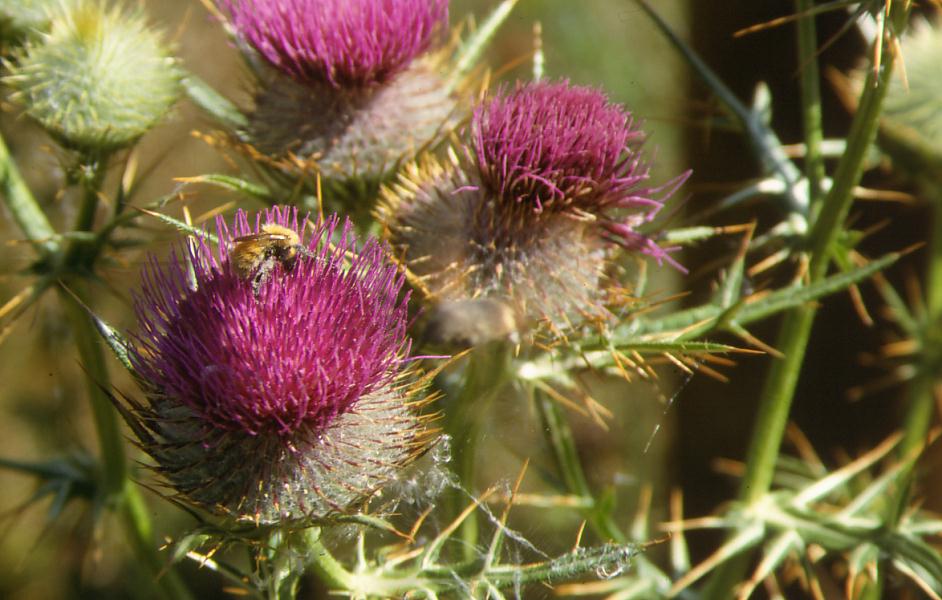 Cirsium cfr. eriophorum